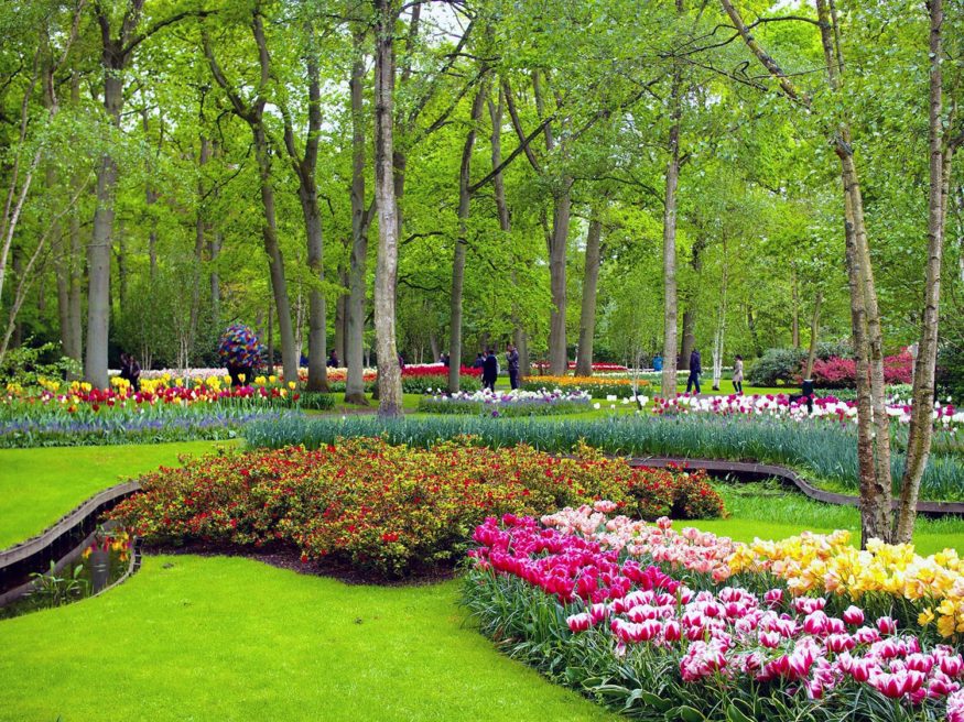 tulips in the Netherlands