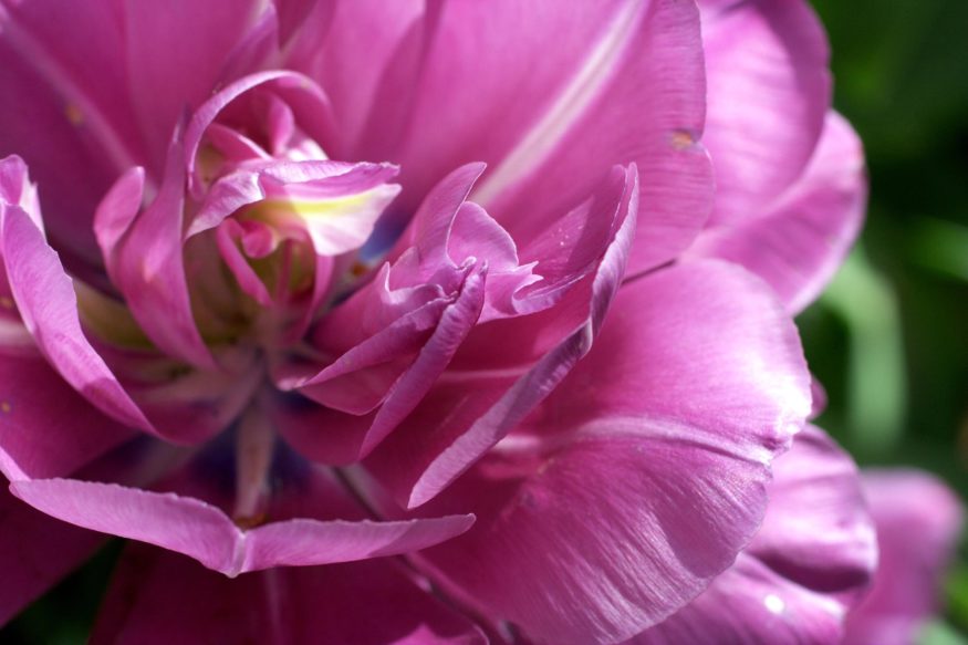 tulips in the Netherlands