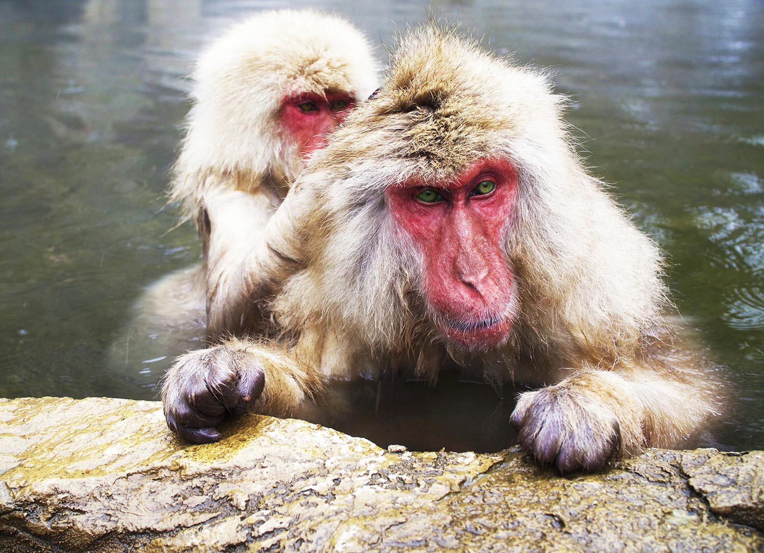 Japan Alps and monkeys