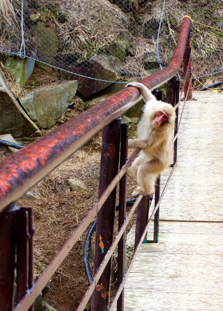 Monkeys in Japan