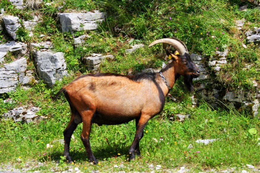 Mountain goat near Annecy, French Alps