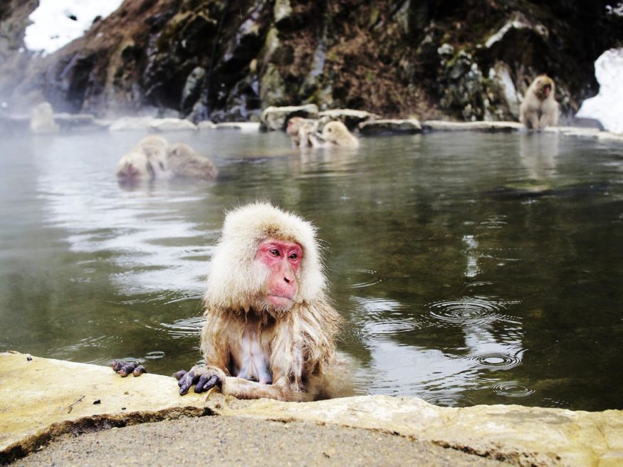 Snow monkeys in Japan