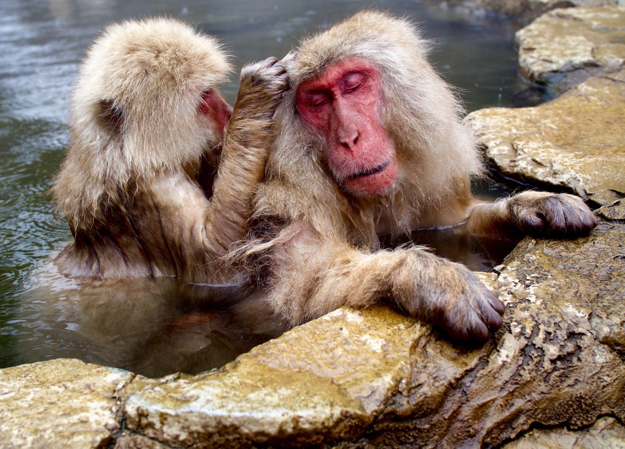 Snow monkeys in Japan near Nagano