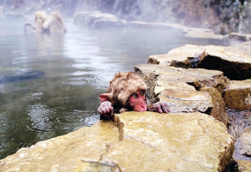 Snow monkeys in the Japanese Alps