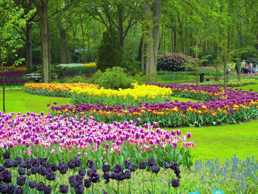 tulips in the Netherlands