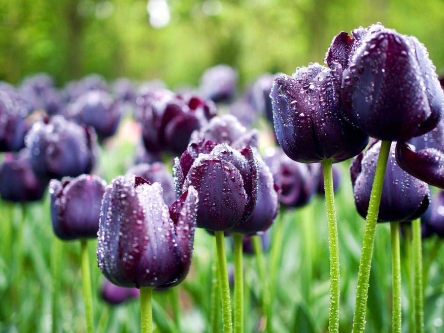 tulips in the Netherlands