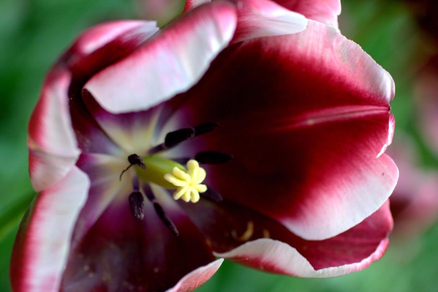 tulips in the Netherlands