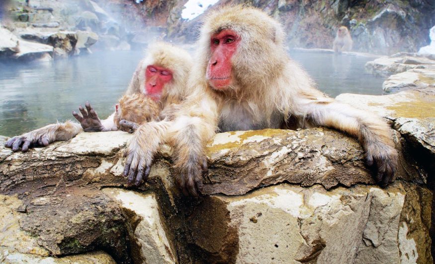 Where to see monkeys in Japan