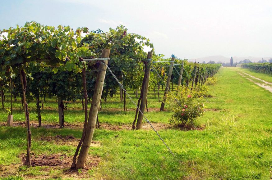 Cleto Chiarli winery in Emilia Romagna - Lambrusco wine