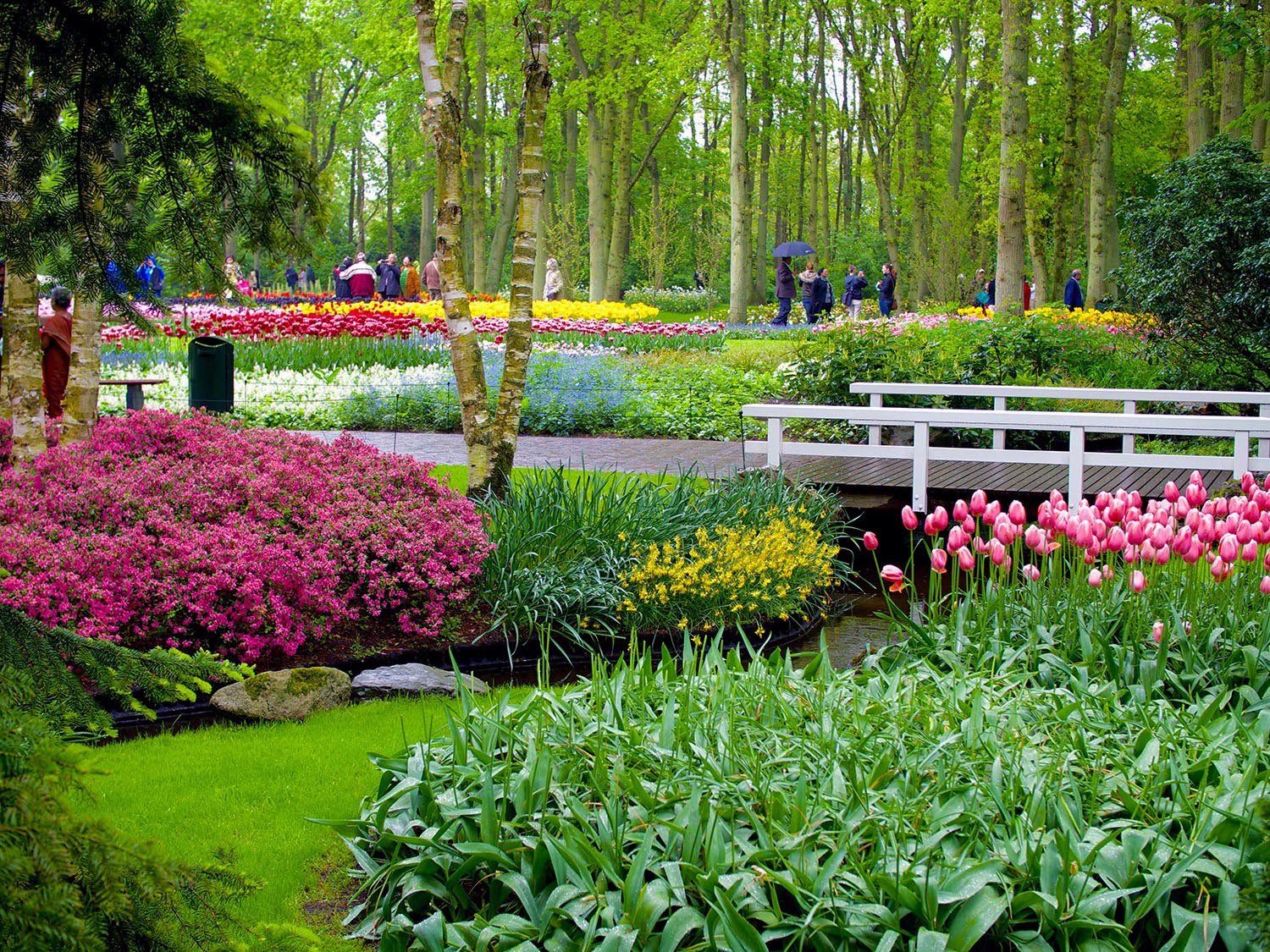 tulips in Holland - Keukenhof Gardens