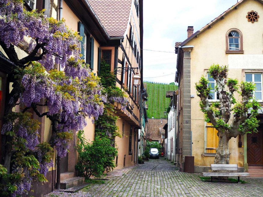 Rhine river cruise - Best things to do in Alsace-Riquewihr