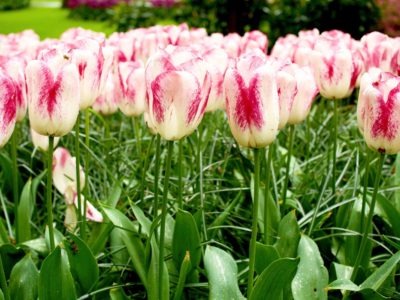 Where to buy tulips in Amsterdam