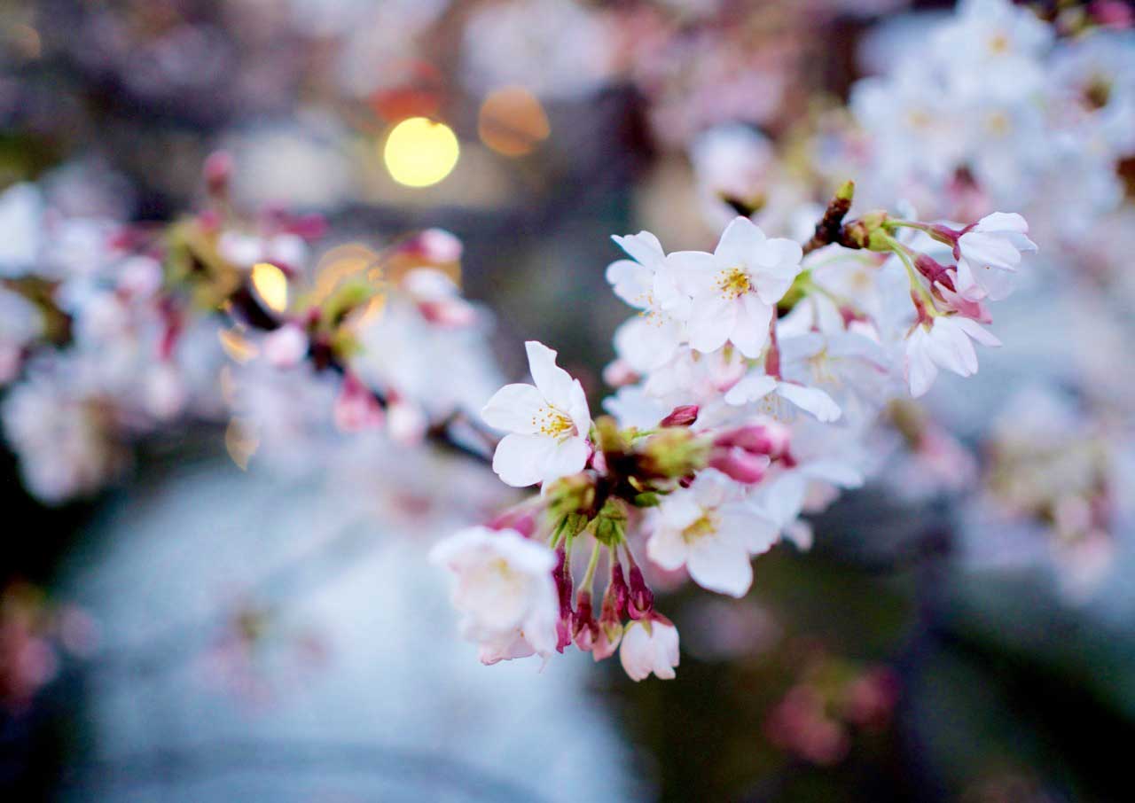 7 Destinations to See Cherry Blossoms Bloom Beyond Japan