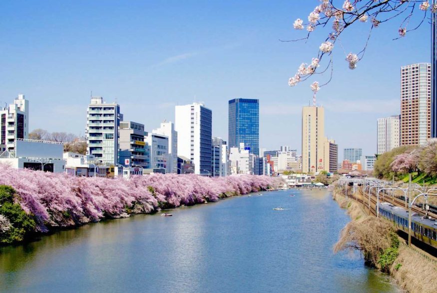 Floare de cireș în Japonia - Tokyo sakura