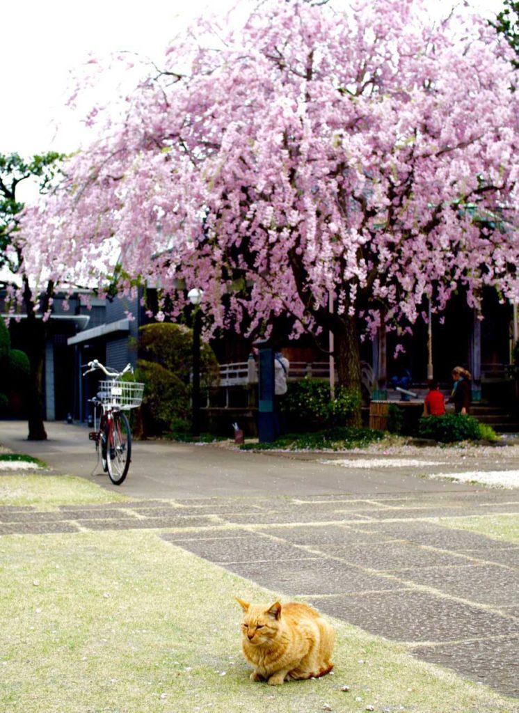 Floare de cireș în Tokyo