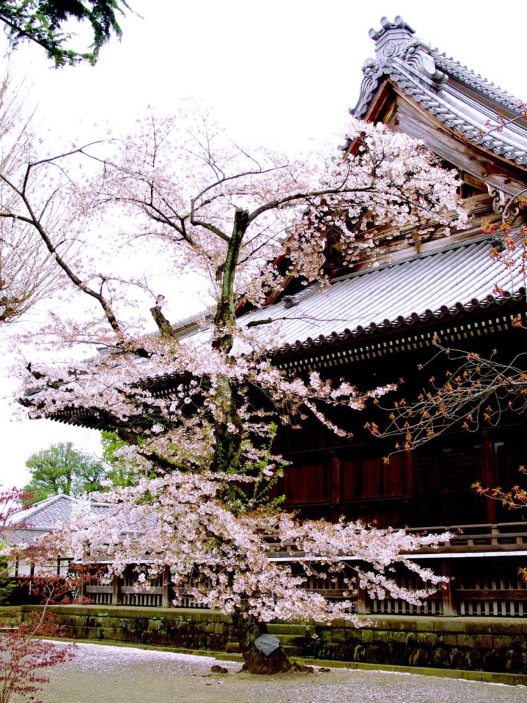 Cherry blossom in Tokyo