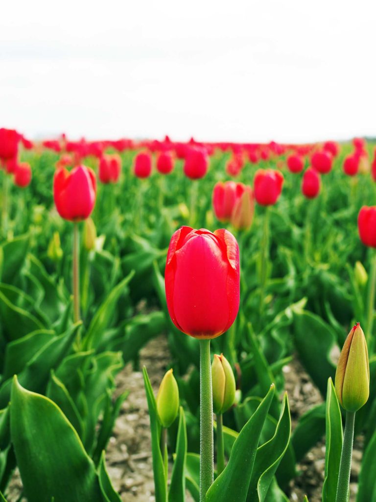 Tulip fields in the Netherlands