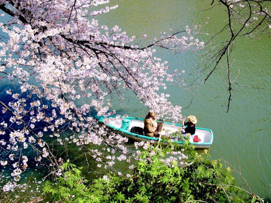 Tokyo cruise - when is cherry blossom in Japan
