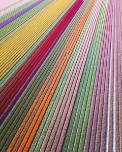 Tulip fields in the Netherlands