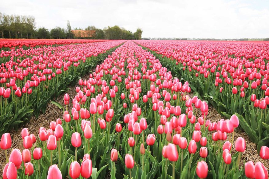 Tulips in the Netherlands