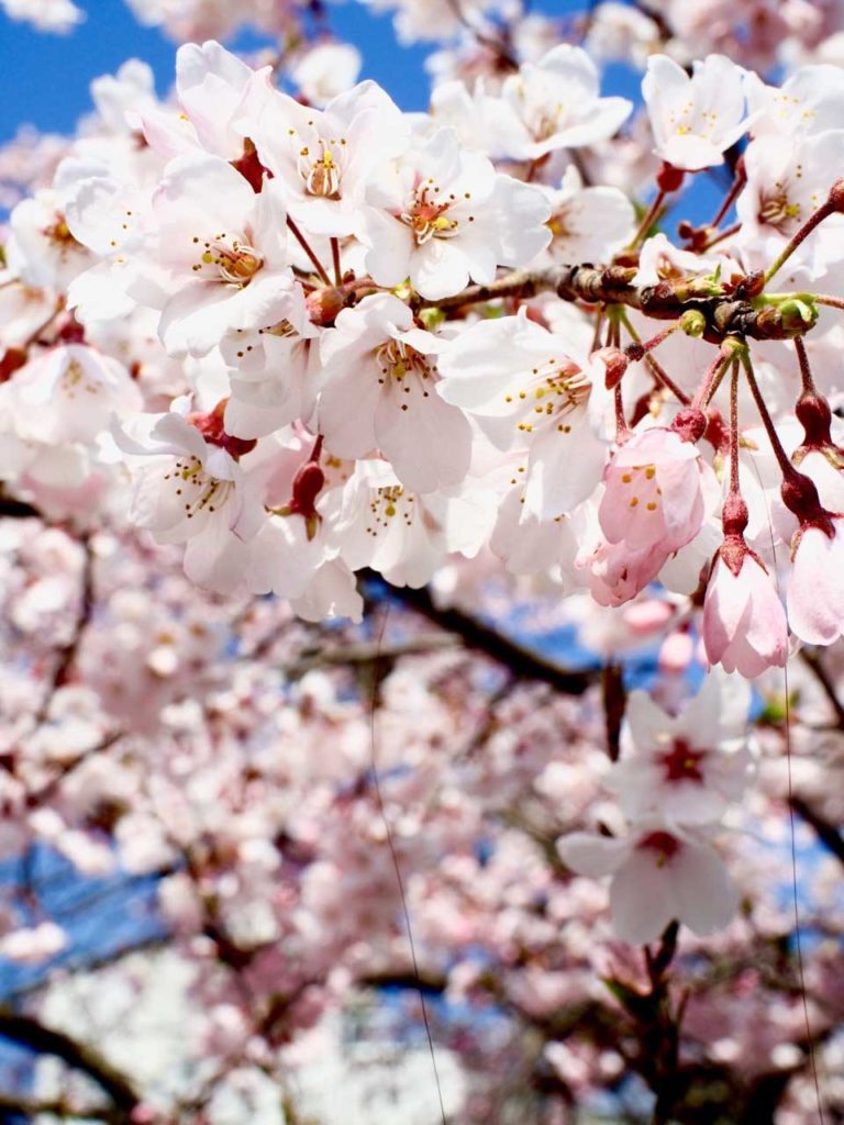 Unde să vezi flori de cireș în Japonia