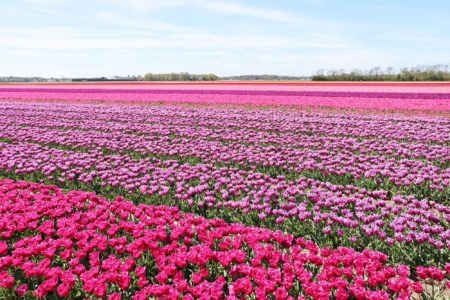 Where to see tulips in Holland