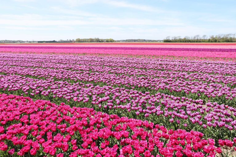 Blooming Holland: a short guide to tulips in the Netherlands