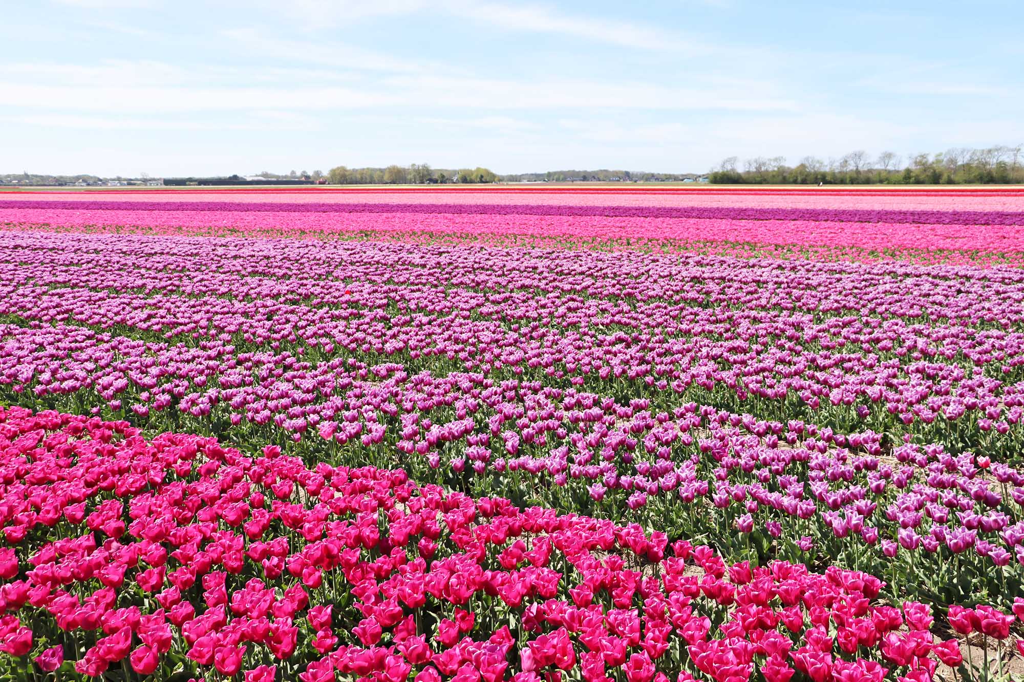 Where to see tulips in Holland