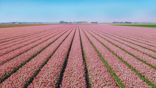 Tulips in the Netherlands