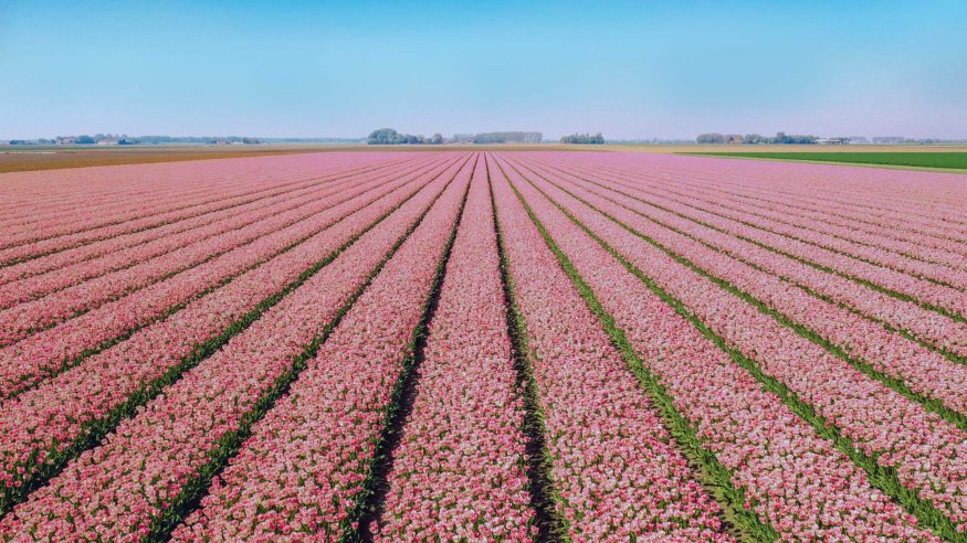 Tulips in the Netherlands