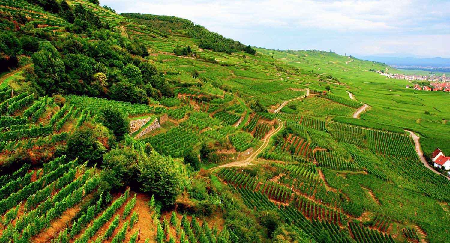 wine in Alsace - things to do in Alsace