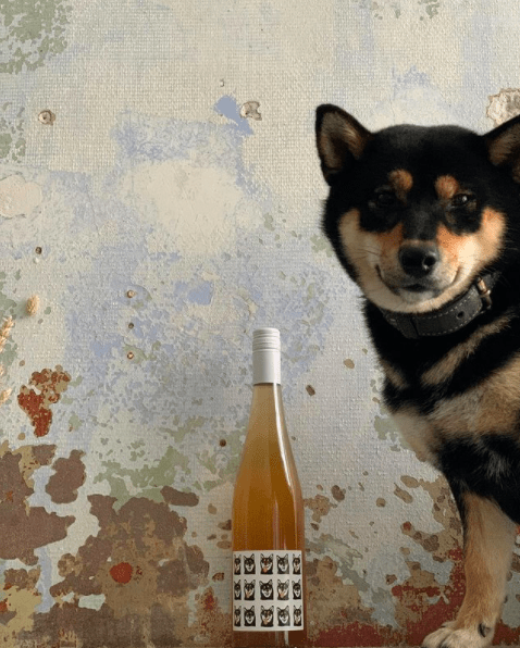 Câini și vin natural Copenhaga - Pompette
