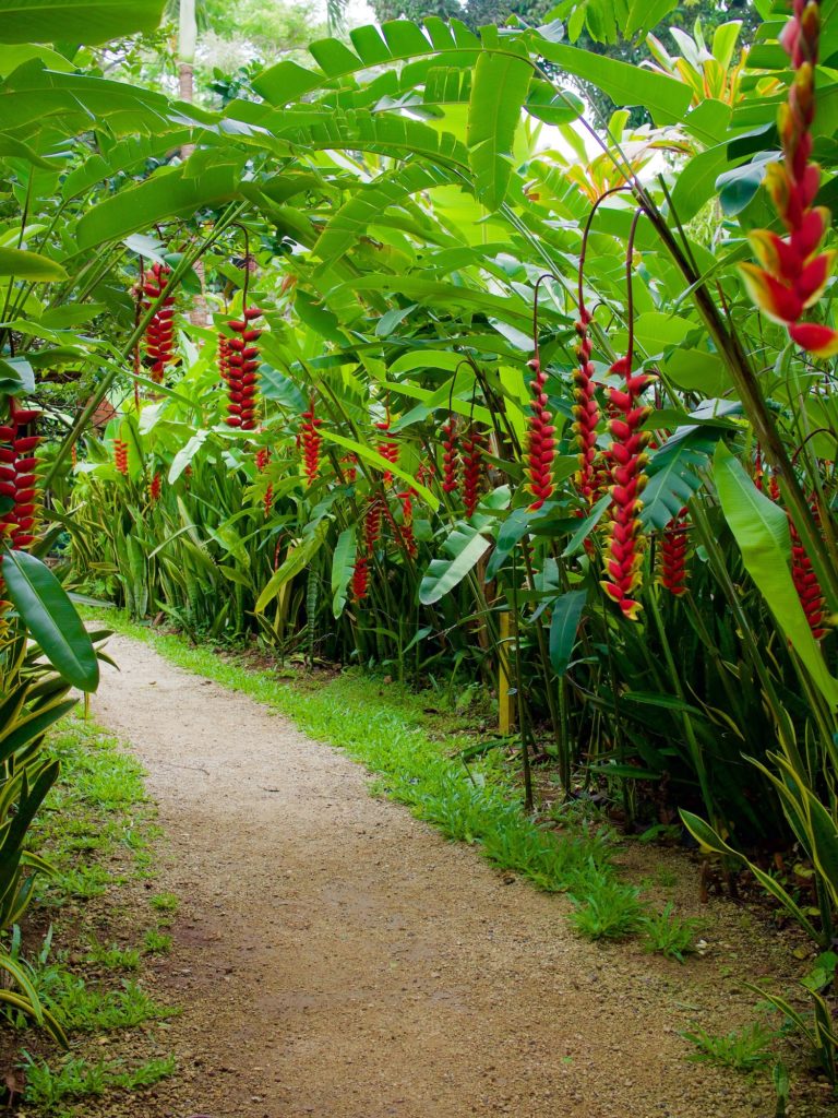Maire-Nui-Gardens-Cook-Islands