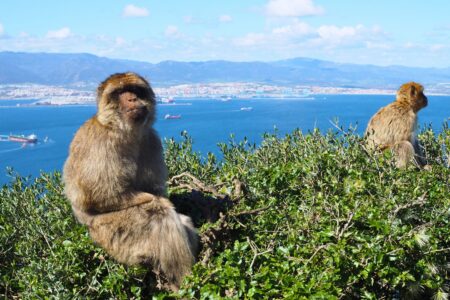 monkeys in gibraltar day trip